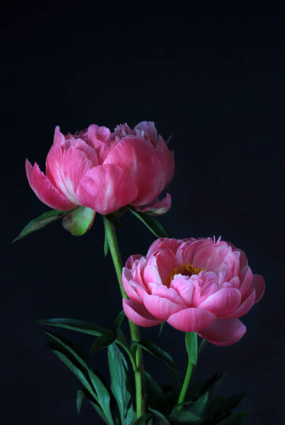istock Pink peonies flowers. 1327808128