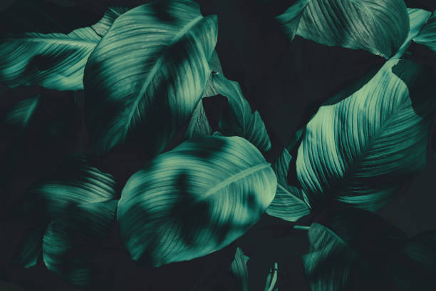 istock tropical leaves, abstract green leaves texture, nature background 1327810084