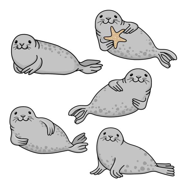 ilustrações, clipart, desenhos animados e ícones de conjunto de focas de pele cinza - otaria