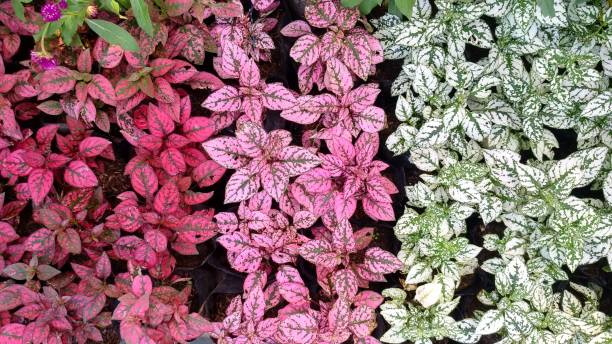 istock beautiful colorful tropical flowers 1327815417