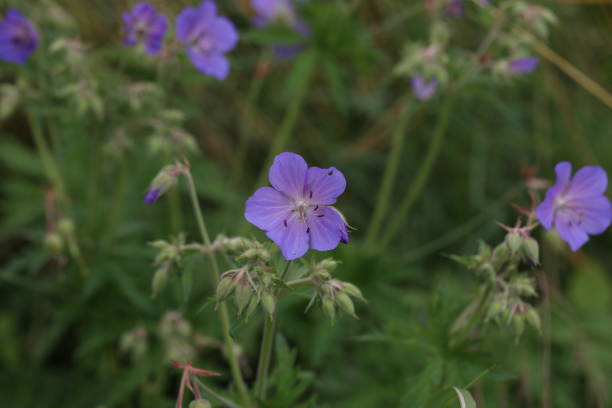 istock Delicate blue flowers of the meadow geranium 1327816145