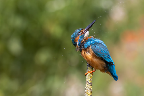 Male common kingfisher (Alcedo atthis) shaking his feathers.
