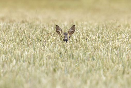 Female roe deer (Capreolus capreolus) is looking out of a cereal field.