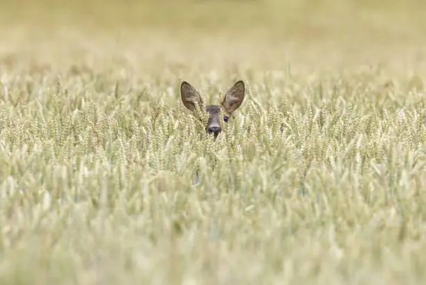 Photo of Female roe deer