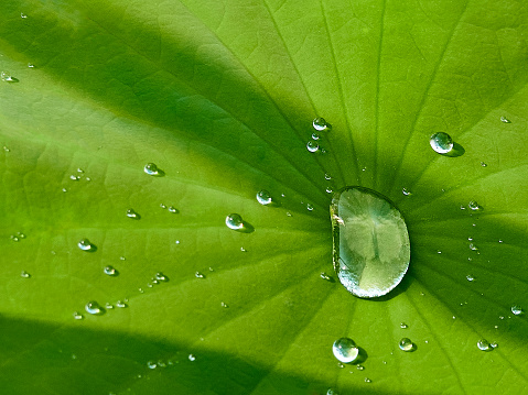 Macro Photography. Closeup photo of dew drops hanging on the stems of algae plants in the morning in Bandung city - Indonesia