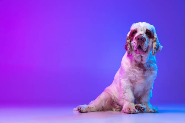 istock Beautiful calm big dog white Clumber posing isolated over gradient pink blue studio background in neon light filter. Concept of motion, action, pets love, animal life. 1327820802