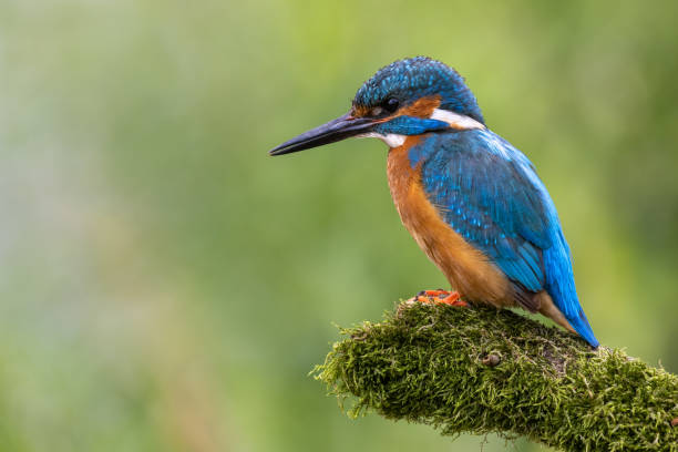 istock Beautiful male common kingfisher 1327820827