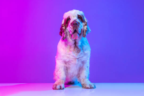 istock Beautiful calm big dog white Clumber posing isolated over gradient pink blue studio background in neon light filter. Concept of motion, action, pets love, animal life. 1327820834