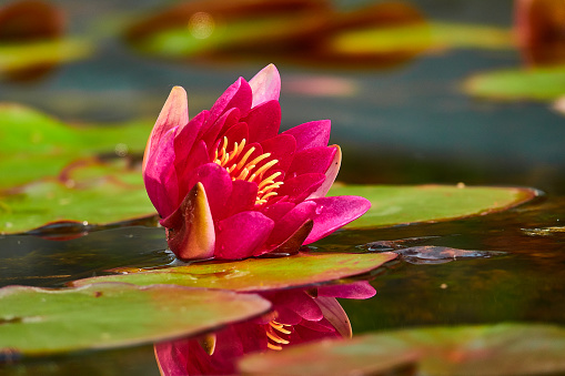 Water lilly