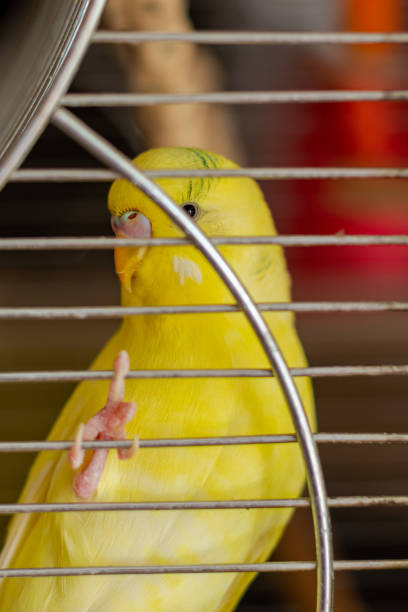 istock Yellow budgerigar in a cage. Bird in captivity, parrot breeding. 1327821626