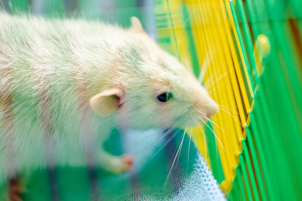 Cute grey little rat looking in frame and sitting in the wicker box with red-white snowflake, cone and spruce branches on the soft light beige background with beautiful luminous yellow blur