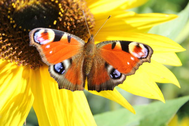 istock peacock butterfly on a sun flower 1327821903