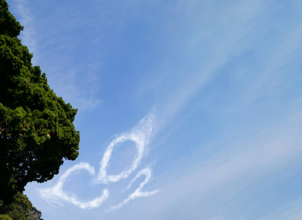 Image depicting photosynthesis of a tree representing the precess of reducing carbon ession from the air