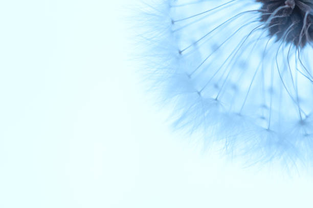 istock White blowball dandelion on blue background. Macro. 1327822246