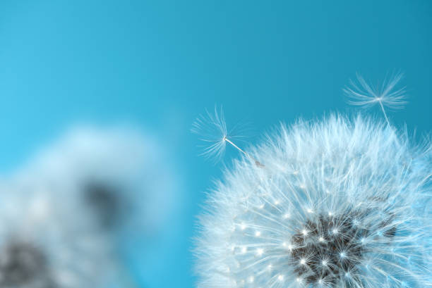 istock White blowball dandelions on blue background. Macro 1327822689