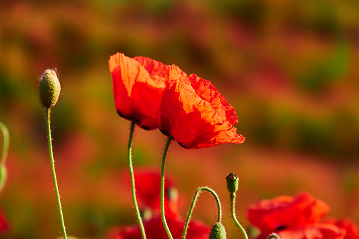 Two poppies close up