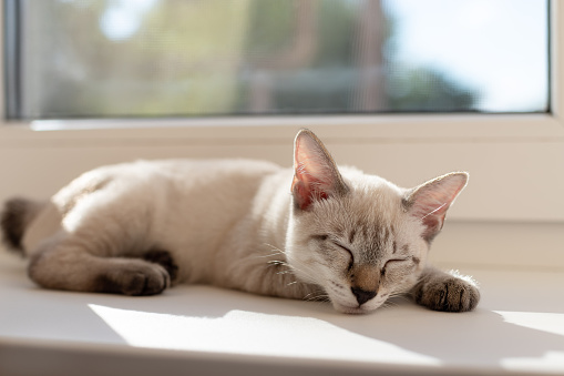 cute little kitten sleeping near the window in living room. Color-point cat without tail Mekong Bobtail breed. Home pets
