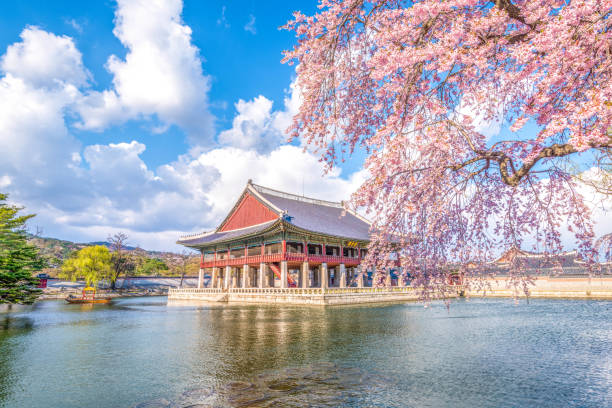 cherry blossom in spring at gyeongbokgung palace. - palace gate imagens e fotografias de stock