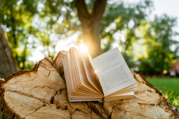 istock An open book on a wooden stump in the park at sunset 1327824732
