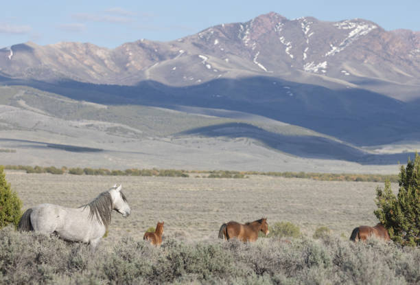 caballo salvaje en el desierto de utah - 7004 fotografías e imágenes de stock