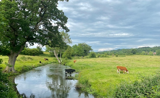 A country side scene featuring a calm river beside which cows can be seen grazing in the sunshine. Taken near Bentley, Hampshire, South England.