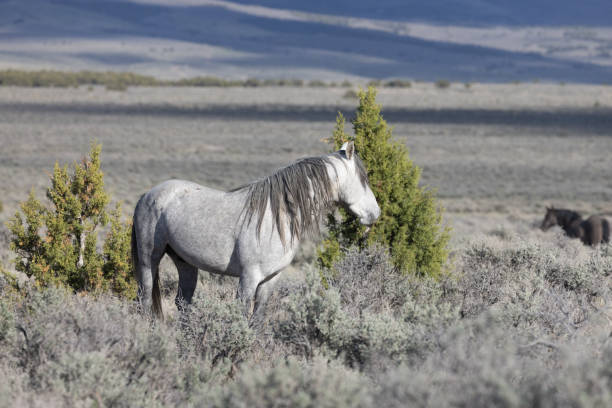 wild horse in the utah desert - 7003 imagens e fotografias de stock