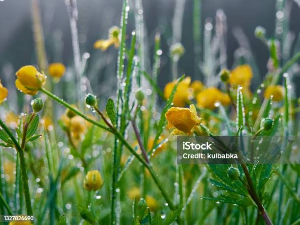 Morning Dew On The Meadow Stock Photo - Download Image Now - Backgrounds, Beauty, Beauty In Nature