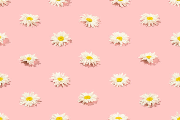 istock Creative floral pattern of daisy flowers on a pink background. Top view. 1327828009