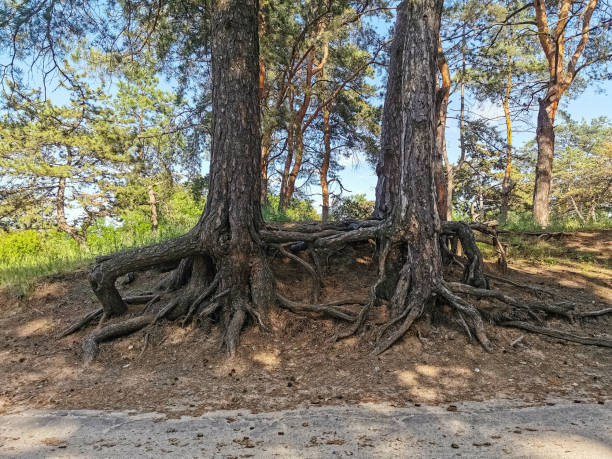 Roots of a tree, pine trees in the park, forest, ground, perioda
