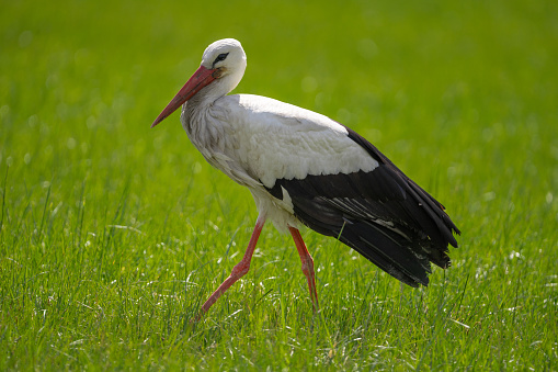 side view of beautiful white stork walking alone through fresh green grass looking for food on sunny day in sping