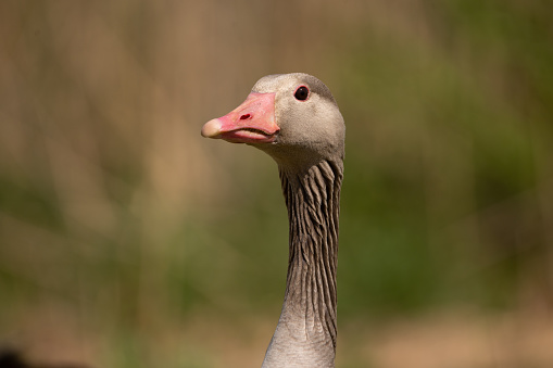beautiful head of adult grey goose outdoors on sunny day, background blurred