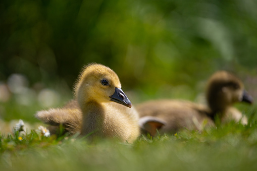 baby geese laying in grass, focus on cute gosling looking at camera