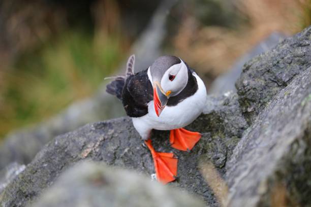 istock Birds of Runde, Norway 1327831046