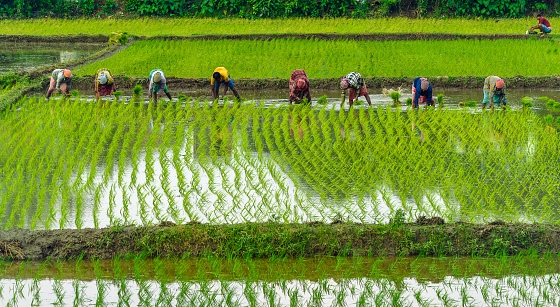 Durgapur, West Bengal, India. July,09,2021. Indian Farmers ploughing Harvested Crops from their agricultural fields in the monsoon season. Selective focus is used.
