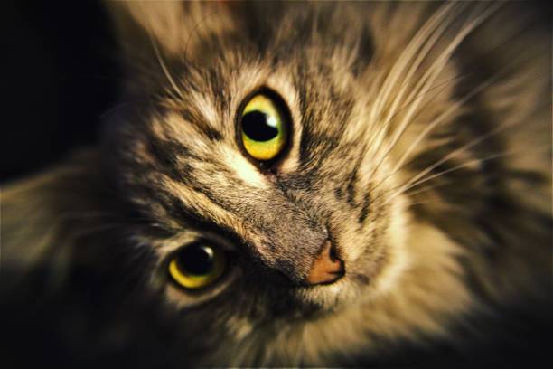 Cat eyes stock photo