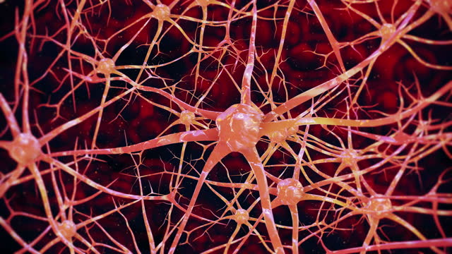 Neurons in the head, Neural Network