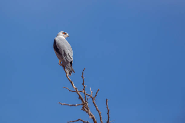 istock Black shouldered Kite in Kgalagadi transfrontier park, South Africa 1327834471