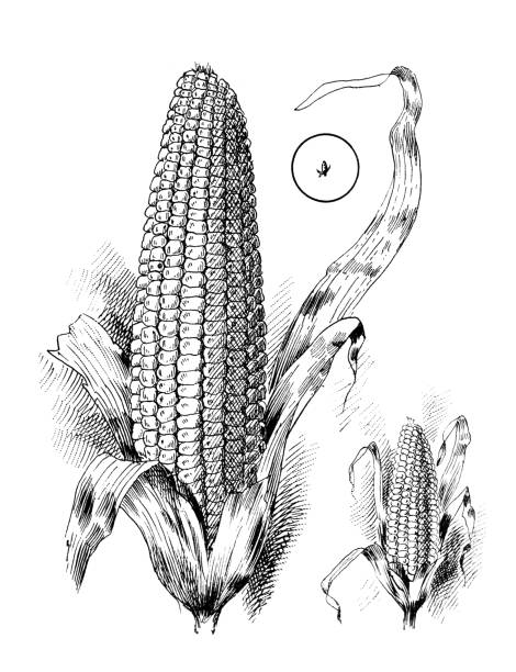 ilustrações de stock, clip art, desenhos animados e ícones de illustration of a cob of corn - corn on the cob corn corn crop white background