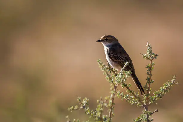 Mariqua Flycatcher standing on a branch isolated in natural background in Kgalagadi transfrontier park, South Africa ; specie Melaenornis mariquensis family of Musicapidae