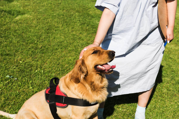 istock Owner stroking golden retriever head in nature 1327835593