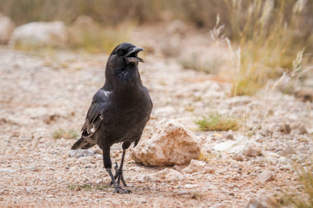 istock Cape Crow in Kgalagadi transfrontier park, South Africa 1327836393