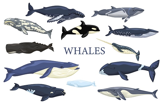 Set whales isolated on white background. Collection ocean animals blue whale, gray, humpback, fin, minke, bowhead, right, beluga, cachalot, narwhal and orca. Vector illustration for any purposes.