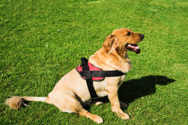 istock Golden Retriever on the grass in nature 1327836442