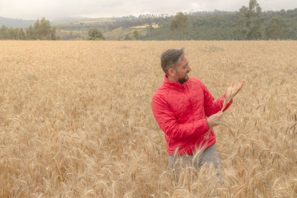 young male farmer doing a quality control on the golden yellow wheat field in a cloudy day at ecuadorian highlands. - wheat freedom abundance human hand imagens e fotografias de stock