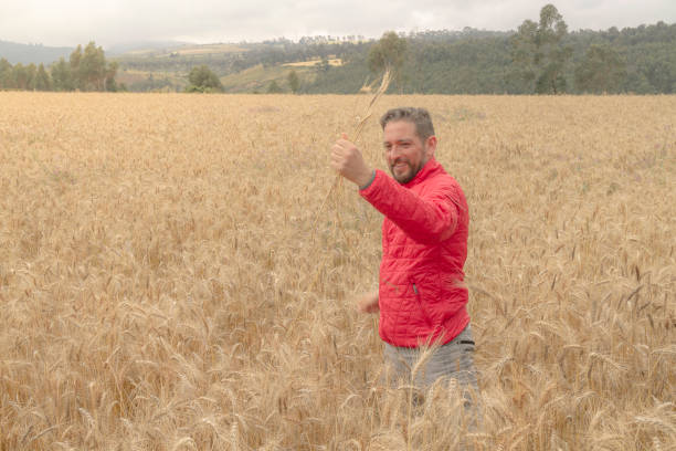 young male farmer doing a quality control on the golden yellow wheat field in a cloudy day at ecuadorian highlands. - wheat freedom abundance human hand imagens e fotografias de stock