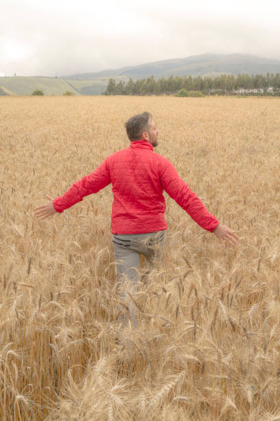young male hand touching and feeling free over a golden yellow wheat field in a cloudy day at ecuadorian highlands. - wheat freedom abundance human hand imagens e fotografias de stock