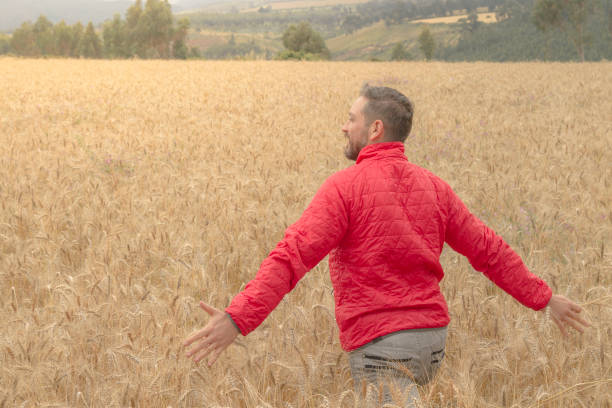 young male hand touching and feeling free over a golden yellow wheat field in a cloudy day at ecuadorian highlands. - wheat freedom abundance human hand imagens e fotografias de stock