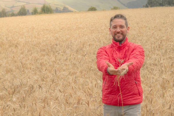 young male farmer doing a quality control and showing yellow wheat, on back a golden wheat field in a cloudy day at ecuadorian highlands. - wheat freedom abundance human hand imagens e fotografias de stock