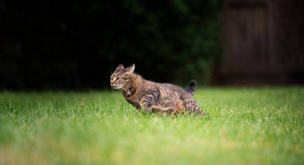 istock tabby cat running on green grass at high speed with copy space 1327838439