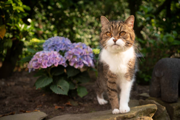 istock tabby white cat standing next to blossoming hydrangea plant outdoors 1327838537